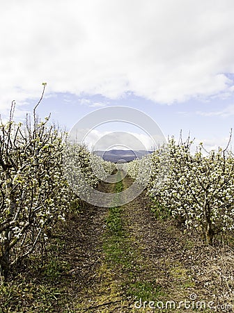 Pear tree in bloom Stock Photo