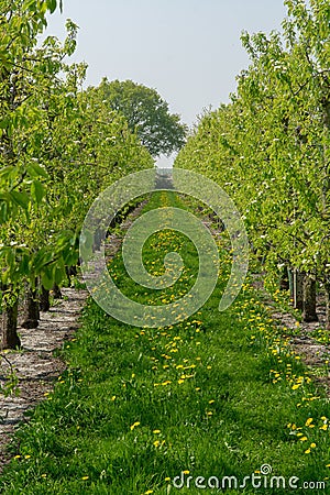 Pear tree blossom, spring season in fruit orchards in Haspengouw agricultural region in Belgium, landscape Stock Photo