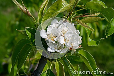 Pear tree blossom, spring season in fruit orchards in Haspengouw agricultural region in Belgium, close up Stock Photo