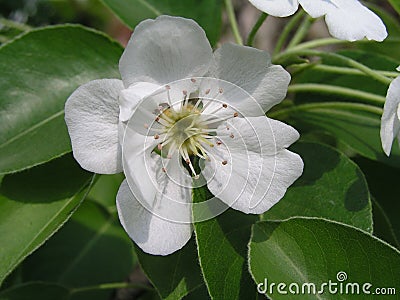 pear tree blossoms, Pyrus flowers are white on branches against background of leaves in early spring. Medicinal and honey plants. Stock Photo