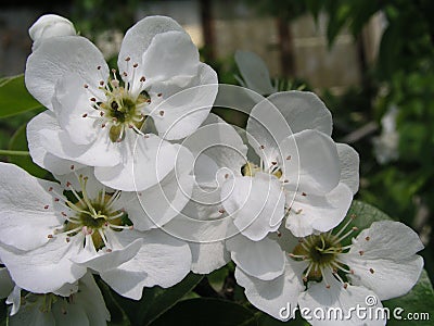 pear tree blossoms, Pyrus flowers are white on branches against background of leaves in early spring. Medicinal and honey plants. Stock Photo