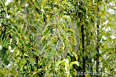 Pear tree branch with green leaves affected by a fungal disease rust. A branch of a rusted pear tree. Pest control and protection Stock Photo