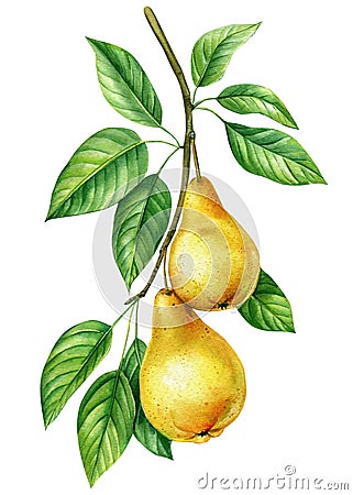 Pear. Tree branch with leaves and fruits on an isolated white background, botanical illustration, watercolor juicy Pears Cartoon Illustration