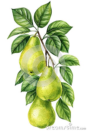 Pear. Tree branch with leaves and fruits on an isolated white background, botanical illustration, watercolor juicy Pears Cartoon Illustration