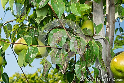 Pear tree disease on the leaves and bark. The concept of chemical garden protection Stock Photo