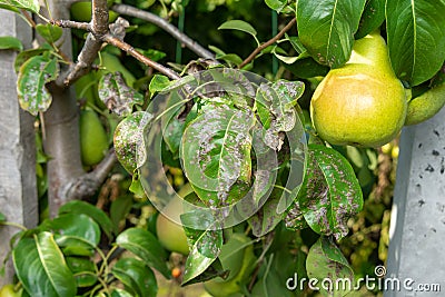 Pear tree disease on the leaves and bark. The concept of chemical garden protection Stock Photo