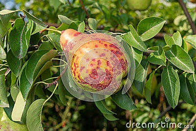 Pear tree disease on the leaves and bark. The concept of chemical garden protection Stock Photo