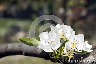 PEAR TREE FLOWER Stock Photo