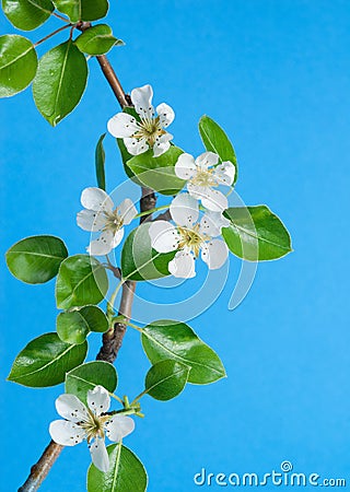 Pear tree flowers on blue sky Stock Photo