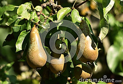 Pear tree in fruit Stock Photo