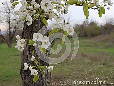 pear tree generously covered with flowers promises Stock Photo