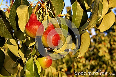 Pear tree Stock Photo
