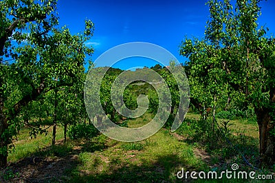 Pear tree plantation Stock Photo