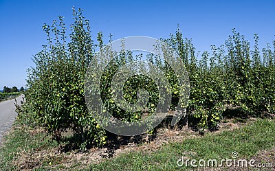 Pear tree with the wonderful fruits. Baden Wuerttemberg, Germany, Europe Stock Photo