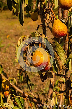 Pear tree, yellow fresh fruit pears farm on tree Stock Photo