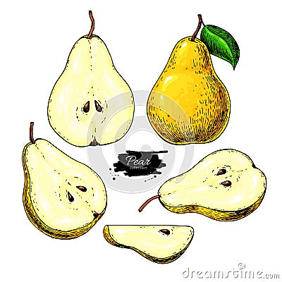 Pear vector drawing. Isolated hand drawn full pear and sliced pi Vector Illustration