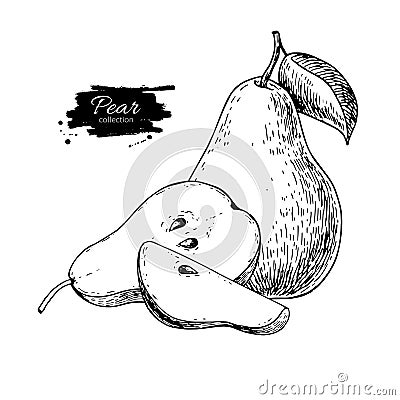 Pear vector drawing. Isolated hand drawn pear and sliced pieces. Vector Illustration