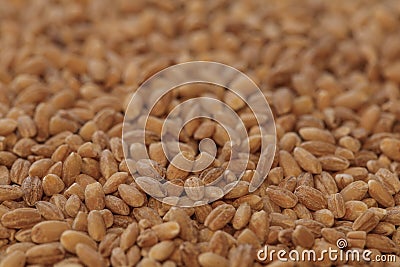 Pearl barley photo Stock Photo