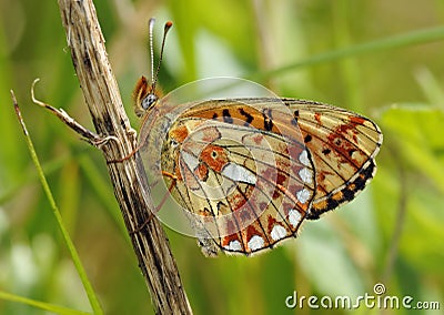 Pearl-bordered Fritillary Butterfly Stock Photo