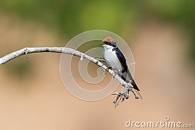 Pearl breasted swallow with green background Stock Photo