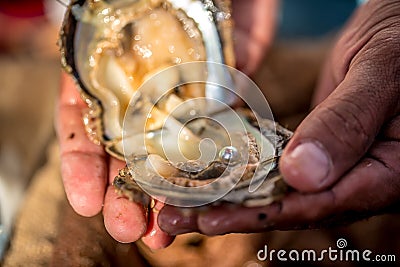 Pearl in clam Stock Photo