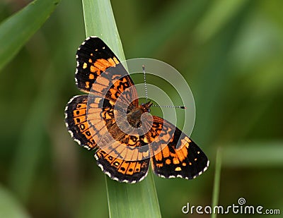Pearl crescent butterfly Stock Photo