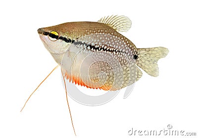 Pearl gourami Trichopodus leerii freshwater aquarium fish isolated on white Stock Photo