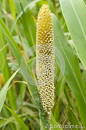 Pearl millet Stock Photo