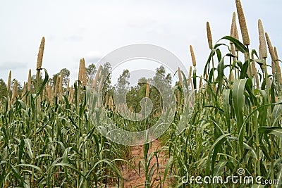 Pearl Millet in the field Stock Photo