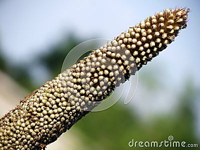 Pearl millet Stock Photo