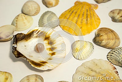 Pearl in the shell on white background Stock Photo