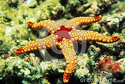 Pearl Starfish Stock Photo