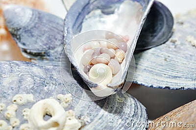 Pearls in a shell Stock Photo