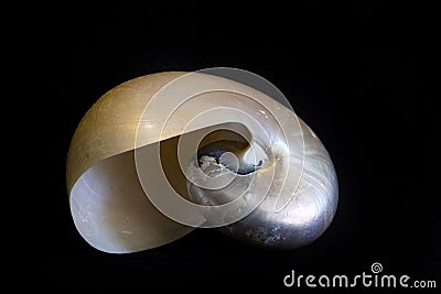 Pearly nautilus shell isolated on black. Stock Photo