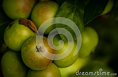 Pearmain apples on tree Stock Photo