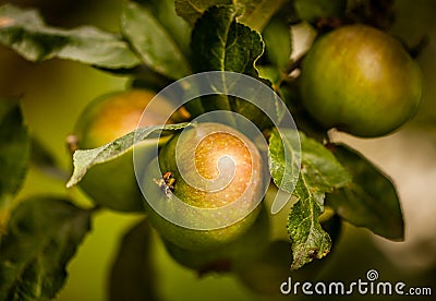 Pearmain apples on tree Stock Photo