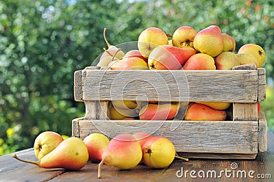 Pears Stock Photo