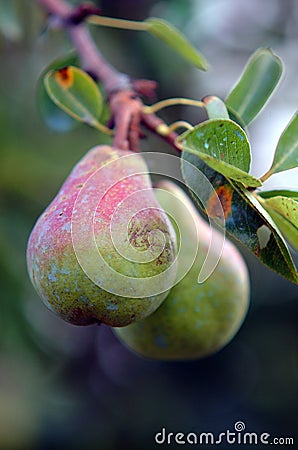 Pears on branch Stock Photo