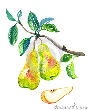 Pears on a branch and a slice of pear, watercolor Stock Photo