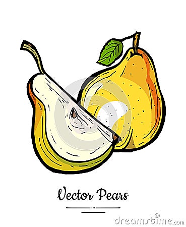 Pears fruit vector isolate Pear whole chopped quarter cut slice leaf hand drawn illustration vegetarian icon logo sketch Vector Illustration