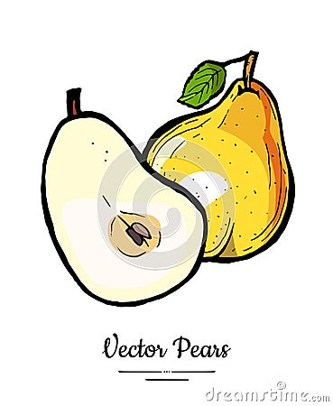 Pears fruits vector isolate. Pear whole chopped half cut slice leaf hand drawn illustration vegetarian icon logo sketch Vector Illustration
