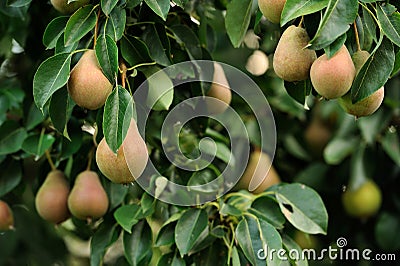 Pears Growing on Pear Tree Stock Photo