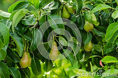 Pears and pear tree Stock Photo