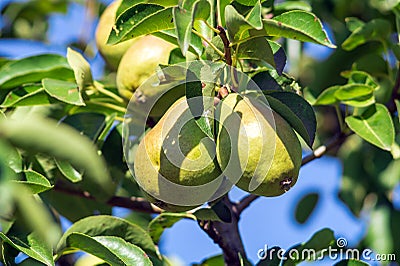 Pears ripen on branch in a rural garden sunny day before harvesting good harvest Stock Photo