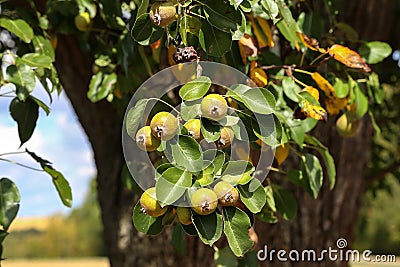 Pears ripen on the tree Stock Photo