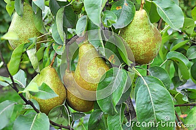 Pears ripen on the tree branch Stock Photo
