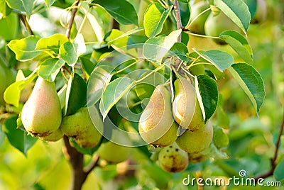 Pears on tree Stock Photo