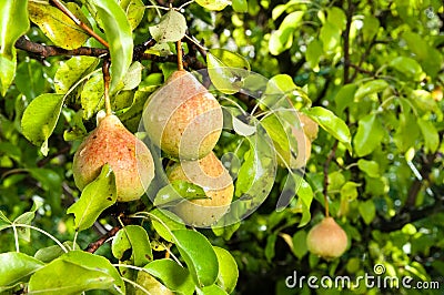 Pears Stock Photo