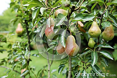 Pears tree with ripe pears Stock Photo