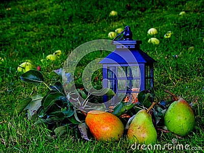 Pears of varying maturity and a metal lamp Stock Photo